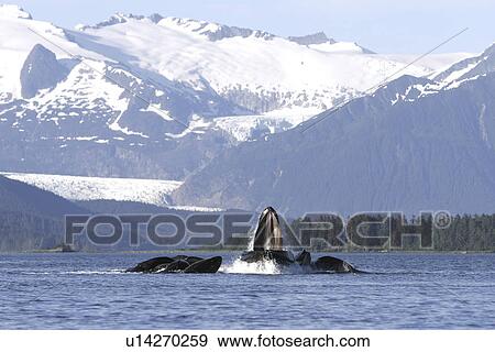 Humpback Whales (Megaptera novaeangliae) co-operatively bubble-net feeding in front of Mendenhall Glacier in Stephens Passage, Southeast Alaska, USA. Pacific Ocean. View Large Photo Image Stock Photo - Humpback Whales (Megaptera novaeangliae) co-operatively bubble-net feeding in front of Mendenhall Glacier in Stephens Passage, Southeast Alaska, USA. Pacific Ocean.. Fotosearch