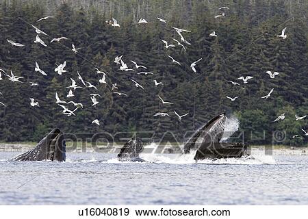Humpback Whales (Megaptera novaeangliae) Adults cooperatively bubble-net feeding. Iyoukeen Bay, southeast Alaska, USA. View Large Photo Image Stock Photo - Humpback Whales (Megaptera novaeangliae) Adults cooperatively bubble-net feeding. Iyoukeen Bay, southeast Alaska, USA.. Fotosearch