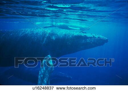 Humpback Whales (Megaptera novaeangliae) Curious mother/calf/escort approach boat underwater near Lanai, Hawaii, USA, Pacific Ocean. View Large Photo Image Stock Photo - Humpback Whales (Megaptera novaeangliae) Curious mother/calf/escort approach boat underwater near Lanai, Hawaii, USA, Pacific Ocean.. Fotosearch