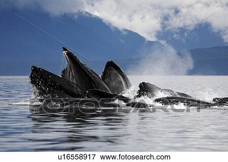 Stock Photo - Humpback whales (Megaptera novaeangliae) co-operatively bubble-net feeding (note the baleen hanging from the upper jaws) Chatham Strait. Southeast Alaska, USA, Pacific coast. Fotosearch