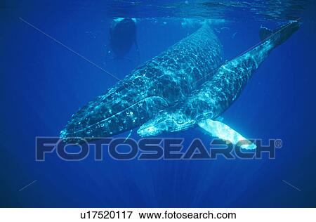 Humpback whales (Megaptera novaeangliae) mother and calf underwater. Hawaii, USA. View Large Photo Image Stock Photo - Humpback whales (Megaptera novaeangliae) mother and calf underwater. Hawaii, USA.. Fotosearch