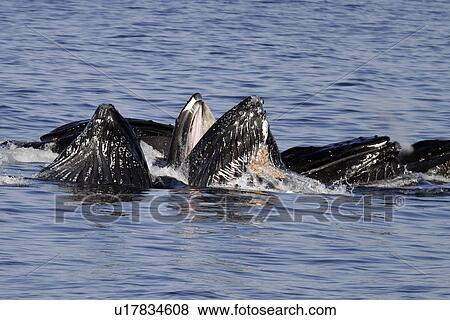 Humpback Whales (Megaptera novaeangliae) cooperatively bubble-net feeding Southeast Alaska, USA. View Large Photo Image Stock Photo - Humpback Whales (Megaptera novaeangliae) cooperatively bubble-net feeding Southeast Alaska, USA.. Fotosearch