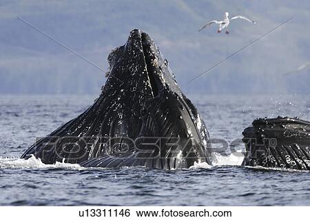 Humpback Whales (Megaptera novaeangliae) cooperatively bubble-net feeding in Chatham Strait in Southeast Alaska, USA. Pacific Ocean. Southeast Alaska, USA. Pacific Ocean. (rr) View Large Photo Image Stock Photograph - Humpback Whales (Megaptera novaeangliae) cooperatively bubble-net feeding in Chatham Strait in Southeast Alaska, USA. Pacific Ocean. Southeast Alaska, USA. Pacific Ocean. (rr). Fotosearch