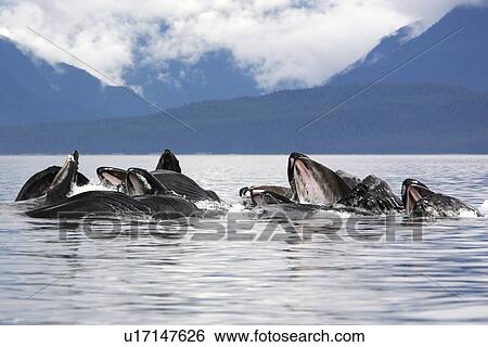 Humpback whales (Megaptera novaeangliae) co-operatively bubble-net feeding (note the baleen hanging from the upper jaws) Chatham Strait, Southeast Alaska, USA, Pacific coast View Large Photo Image Stock Photograph - Humpback whales (Megaptera novaeangliae) co-operatively bubble-net feeding (note the baleen hanging from the upper jaws) Chatham Strait, Southeast Alaska, USA, Pacific coast. Fotosearch