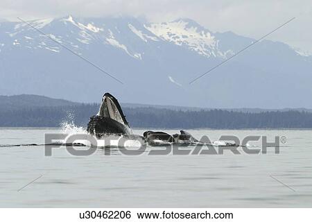 Stock Photograph - Humpback Whales (Megaptera novaeangliae) co-operatively bubble-net feeding in Stephen's Passage, Southeast Alaska, USA. Pacific Ocean.. Fotosearch