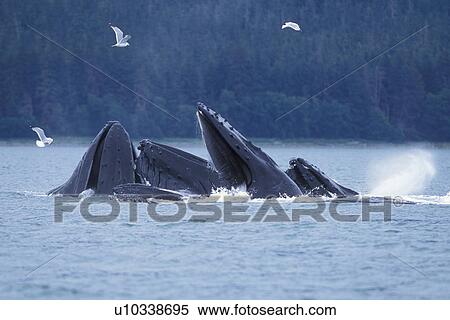 Stock Photography - Humpback Whales (Megaptera novaeangliae) Adults bubble-net feeding in Chatham Strait, Southeast Alaska, USA. Pacific Ocean.. Fotosearch