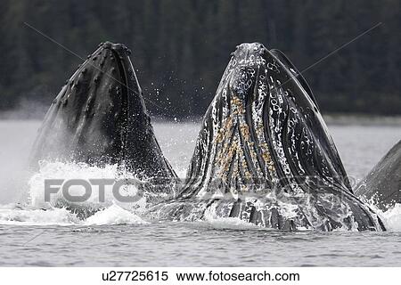 Humpback Whales (Megaptera novaeangliae) cooperative bubble-net feeding in Iyoukeen Bay, southeast Alaska, USA. View Large Photo Image Stock Photography - Humpback Whales (Megaptera novaeangliae) cooperative bubble-net feeding in Iyoukeen Bay, southeast Alaska, USA.. Fotosearch