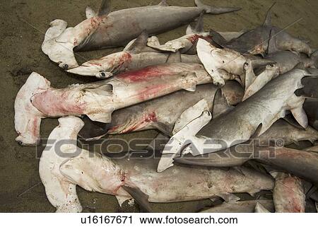 Stock Image - Illegal fishing. Scalloped hammerhead sharks (Sphyrna lewini). . Fotosearch