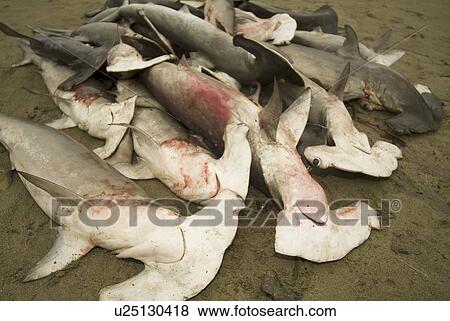 Illegal fishing. Scalloped hammerhead, Sphyrna lewini. (rr) View Large Photo Image Stock Photo - Illegal fishing. Scalloped hammerhead, Sphyrna lewini. (rr). Fotosearch