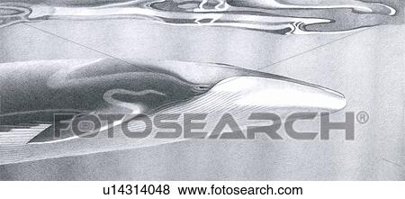 Stock Photo - Illustration of a fin whale (Balaenoptera physalus) showing characteristic markings on head.. Fotosearch