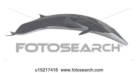 Illustration of Fin whale (Balaenoptera physalus) showing characteristic markings on side View Large Photo Image Stock Photograph - Illustration of Fin whale (Balaenoptera physalus) showing characteristic markings on side. Fotosearch