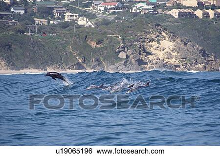 Indo-pacific bottlenose dolphins (Tursiops aduncus) surfing and leaping from the face of a wave. Buffalo Bay, South Africa View Large Photo Image Stock Photograph - Indo-pacific bottlenose dolphins (Tursiops aduncus) surfing and leaping from the face of a wave. Buffalo Bay, South Africa. Fotosearch