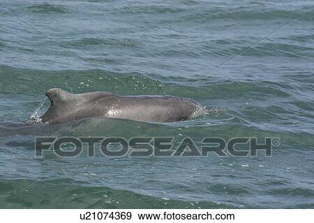 Indo-Pacific Humpback Dolphin (Sousa chinensis). Plettenberg Bay, South Africa View Large Photo Image Stock Photo - Indo-Pacific Humpback Dolphin (Sousa chinensis). Plettenberg Bay, South Africa. Fotosearch