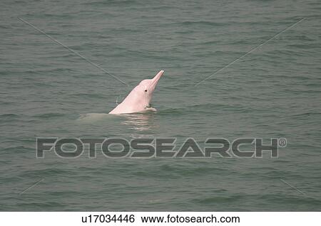 Indo-Pacific humpbacked dolphin (Sousa chinensis) adult half breaching, Lantau Island, Hong Kong View Large Photo Image Stock Photograph - Indo-Pacific humpbacked dolphin (Sousa chinensis) adult half breaching, Lantau Island, Hong Kong. Fotosearch