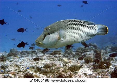 Initial phase napoleon wrasse, Cheilinus undulatus, Blue corner, Palau, Micronesia View Large Photo Image Stock Photograph - Initial phase napoleon wrasse, Cheilinus undulatus, Blue corner, Palau, Micronesia. Fotosearch