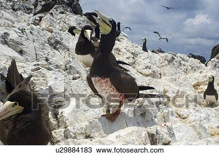 Stock Image - Injured brown booby, Sula leucogaster, St. Peter and St. Paul's rocks, Brazil, Atlantic Ocean . Fotosearch