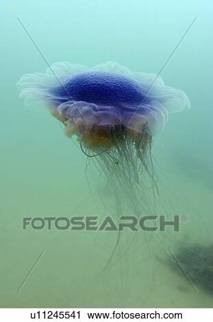 Jellyfish (Cyanea lamarckii). UK View Large Photo Image Stock Image - Jellyfish (Cyanea lamarckii). UK. Fotosearch