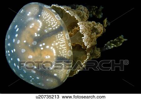 Jellyfish, Mastigias sp., Palau, Micronesia View Large Photo Image Stock Image - Jellyfish, Mastigias sp., Palau, Micronesia. Fotosearch
