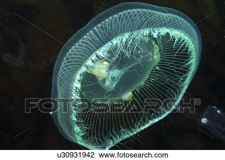 Stock Image - Jellyfish, Munsom island, Jeju-Do, South Korea (East Sea). Fotosearch