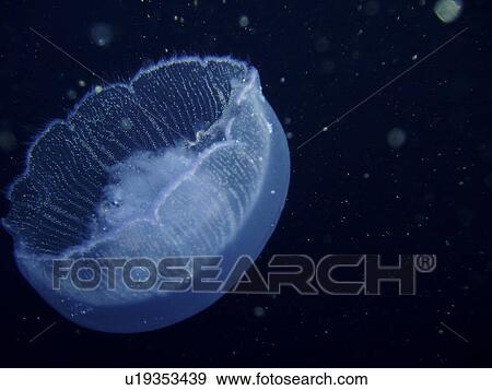 Stock Photo - Jellyfish. Red Sea, Egypt.. Fotosearch
