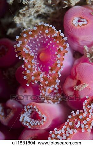 Jewel Anemones (Corynactis viridis), Sark, Channel Islands, UK View Large Photo Image Picture - Jewel Anemones (Corynactis viridis), Sark, Channel Islands, UK. Fotosearch