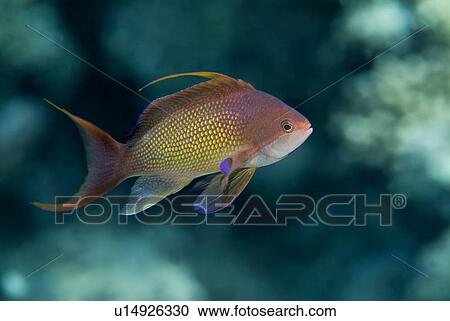 Jewel Fairy Basslet (Pseudanthias squamipinnis). Red Sea. View Large Photo Image Stock Image - Jewel Fairy Basslet (Pseudanthias squamipinnis). Red Sea.. Fotosearch