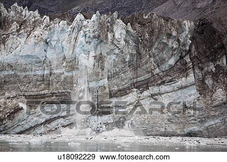Stock Photo - Johns Hopkins Glacier calving in Glacier Bay National Park, Southeast Alaska, USA. Pacific Ocean. Harbor Seals (Phoca vitulina) often rest on icebergs in front of the glacier face.. Fotosearch