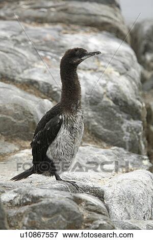 Juvenile Antarctic Shag (Phalacrocorax (atriceps) bransfieldensis) on Petermann Island near the Antarctic Peninsula. This is the only blue-eyed shag species that does not move further north than the Antarctic Peninsula, even in winter. View Large Photo Image Stock Photo - Juvenile Antarctic Shag (Phalacrocorax (atriceps) bransfieldensis) on Petermann Island near the Antarctic Peninsula. This is the only blue-eyed shag species that does not move further north than the Antarctic Peninsula, even in winter.. Fotosearch