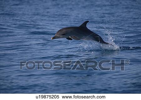 Juvenile Atlantic spotted dolphin (Stenella frontalis) jumping above surface, Bimini, Bahamas View Large Photo Image Stock Photography - Juvenile Atlantic spotted dolphin (Stenella frontalis) jumping above surface, Bimini, Bahamas. Fotosearch