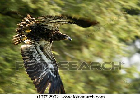 Juvenile bald eagle (Haliaeetus leucocephalus) in flight in Takatz Bay on Baranof Island, Southeast Alaska, USA. Note the brown coloration of the juvenile bald eagle, it is five years until the characteristic white head and tail of the adult coloration ta View Large Photo Image Stock Image - Juvenile bald eagle (Haliaeetus leucocephalus) in flight in Takatz Bay on Baranof Island, Southeast Alaska, USA. Note the brown coloration of the juvenile bald eagle, it is five years until the characteristic white head and tail of the adult coloration ta. Fotosearch