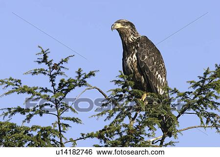 Stock Photograph - Juvenile bald eagle (Haliaeetus leucocephalus) in tree just outside Petersburg, Southeast Alaska, USA.. Fotosearch