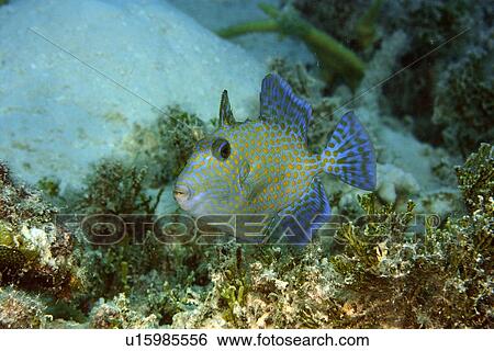 Juvenile blue triggerfish, Pseudobalistes fuscus, Rongelap, Marshall Islands, Micronesia View Large Photo Image Stock Photograph - Juvenile blue triggerfish, Pseudobalistes fuscus, Rongelap, Marshall Islands, Micronesia. Fotosearch