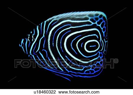 Stock Image - Juvenile emperor angelfish, Pomacanthus imperator, Cars, Dumaguete, s Island, Philippines. Fotosearch