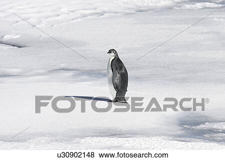 Juvenile Emperor penguin (Aptenodytes forsteri) from a recently discovered colony on Snowy Hill in the Weddell Sea. This may be the northernmost Emperor penguin colony in Antarctica. View Large Photo Image Stock Photo - Juvenile Emperor penguin (Aptenodytes forsteri) from a recently discovered colony on Snowy Hill in the Weddell Sea. This may be the northernmost Emperor penguin colony in Antarctica.. Fotosearch