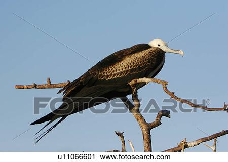 Juvenile Great frigate bird (Fregata minor) nesting and breeding site on North Seymour Island in the Galapagos Island Group, Ecuador. Pacific Ocean. View Large Photo Image Stock Image - Juvenile Great frigate bird (Fregata minor) nesting and breeding site on North Seymour Island in the Galapagos Island Group, Ecuador. Pacific Ocean.. Fotosearch