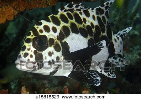 Juvenile many-spotted sweetlips, Plectorhinchus chaetodontoides, Dauin, Dumaguete, s Island, Philippines View Large Photo Image Stock Photo - Juvenile many-spotted sweetlips, Plectorhinchus chaetodontoides, Dauin, Dumaguete, s Island, Philippines. Fotosearch