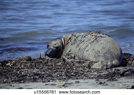 Stock Image - Juvenile Northern elephant seal (Mirounga angustirostris) sunbathing. Ano Nuevo, California, USA . Fotosearch
