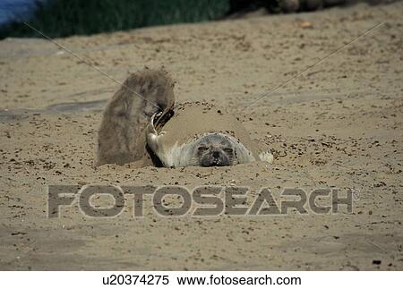 Juvenile Northern elephant seal (Mirounga angustirostris) flicking sand on its back for sun protection. Ano Nuevo, California, USA View Large Photo Image Stock Photography - Juvenile Northern elephant seal (Mirounga angustirostris) flicking sand on its back for sun protection. Ano Nuevo, California, USA . Fotosearch