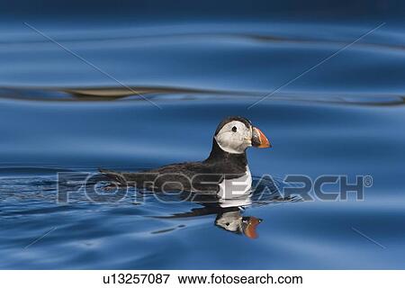 Juvenile puffin (Fratercula arctica) on flat calm waters just outside the Norweigian town of Reine in the Lofoton Island Group of Northern Norway, Norwegian Sea. View Large Photo Image Stock Photo - Juvenile puffin (Fratercula arctica) on flat calm waters just outside the Norweigian town of Reine in the Lofoton Island Group of Northern Norway, Norwegian Sea.. Fotosearch
