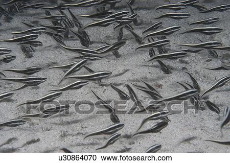 Stock Image - Juvenile Striped Eel Catfish (Plotosus lineatus) school of juveniles on sand seabed, Mabul, Borneo, Malaysia. Fotosearch