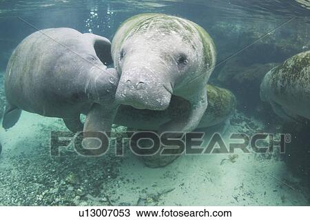 Juvenile West Indian manatee - calf trying to suckle from mother (Trichechus manatus), Crystal River, Florida, USA View Large Photo Image Stock Image - Juvenile West Indian manatee - calf trying to suckle from mother (Trichechus manatus), Crystal River, Florida, USA. Fotosearch