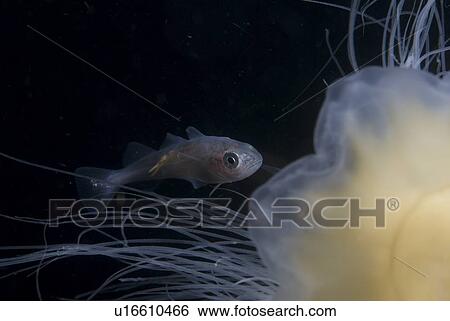 Juvenile Whiting (Merlangius merlangius), showing parasite attached to body and swimming with Lions mane Jellyfish, St Abbs, Scotland, UK View Large Photo Image Stock Photograph - Juvenile Whiting (Merlangius merlangius), showing parasite attached to body and swimming with Lions mane Jellyfish, St Abbs, Scotland, UK. Fotosearch