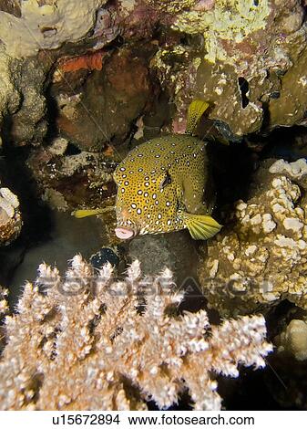 Juvenile Yellow boxfish (Ostracion cubicus). Na'ama Bay, Sharm El Sheikh, South Sinai, Red Sea, Egypt. View Large Photo Image Picture - Juvenile Yellow boxfish (Ostracion cubicus). Na'ama Bay, Sharm El Sheikh, South Sinai, Red Sea, Egypt.. Fotosearch