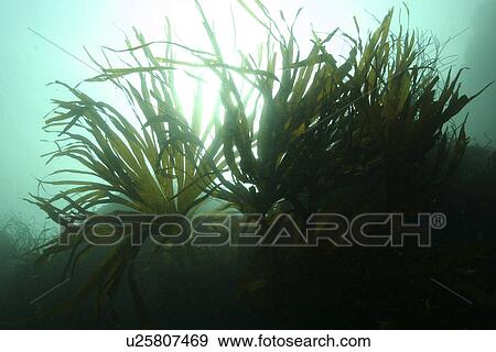 Kelp at L'Etac. UK View Large Photo Image Stock Photo - Kelp at L'Etac. UK. Fotosearch