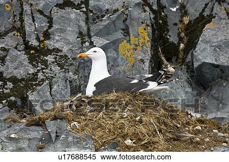 Kelp gull (Larus dominicanus) breeding colony on Torgesen Island, Arthur Harbor, near the Antarctic peninsula in the southern ocean. This is the only gull regularly found in the Antarctic peninsula to a latitude of 68 degrees south. View Large Photo Image Stock Photography - Kelp gull (Larus dominicanus) breeding colony on Torgesen Island, Arthur Harbor, near the Antarctic peninsula in the southern ocean. This is the only gull regularly found in the Antarctic peninsula to a latitude of 68 degrees south.. Fotosearch