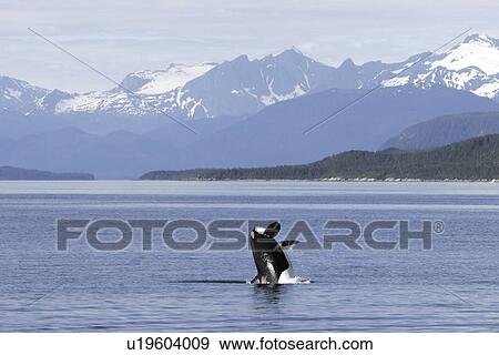 Killer Whale (Orca, Orcinus orca) breaching in Lynn Canal, Southeast Alaska, USA. Pacific Ocean View Large Photo Image Stock Photo - Killer Whale (Orca, Orcinus orca) breaching in Lynn Canal, Southeast Alaska, USA. Pacific Ocean. Fotosearch