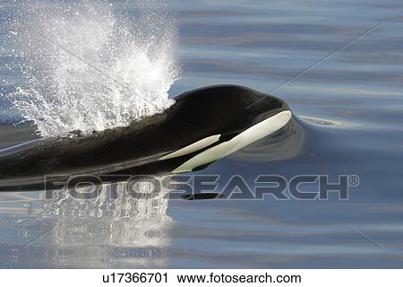 Killer Whale (Orcinus orca) bull just beginning to surface in Chatham Strait, View Large Photo Image Stock Image - Killer Whale (Orcinus orca) bull just beginning to surface in Chatham Strait,. Fotosearch