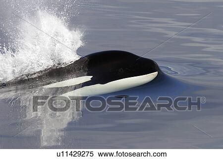 Killer Whale (Orcinus orca) bull just beginning to surface in Chatham Strait, View Large Photo Image Stock Photography - Killer Whale (Orcinus orca) bull just beginning to surface in Chatham Strait,. Fotosearch