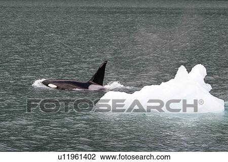Stock Image - Killer Whale (Orcinus orca) bull surfacing ice at the entrance to Tracy Arm in Southeast Alaska, USA.. Fotosearch