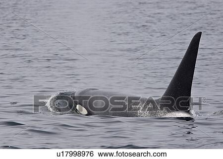Killer Whale, Orcinus orca, large adult male surfaces, light mist from blow visible Monterey, California, USA View Large Photo Image Stock Photograph - Killer Whale, Orcinus orca, large adult male surfaces, light mist from blow visible Monterey, California, USA. Fotosearch